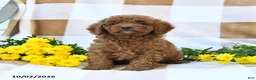 Cockapoo dogs for sale: Morgan - Ad 2