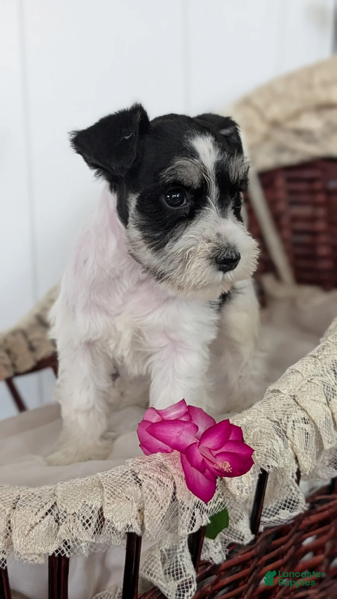 Miniature Schnauzer dogs for sale: Mya - Ad 9