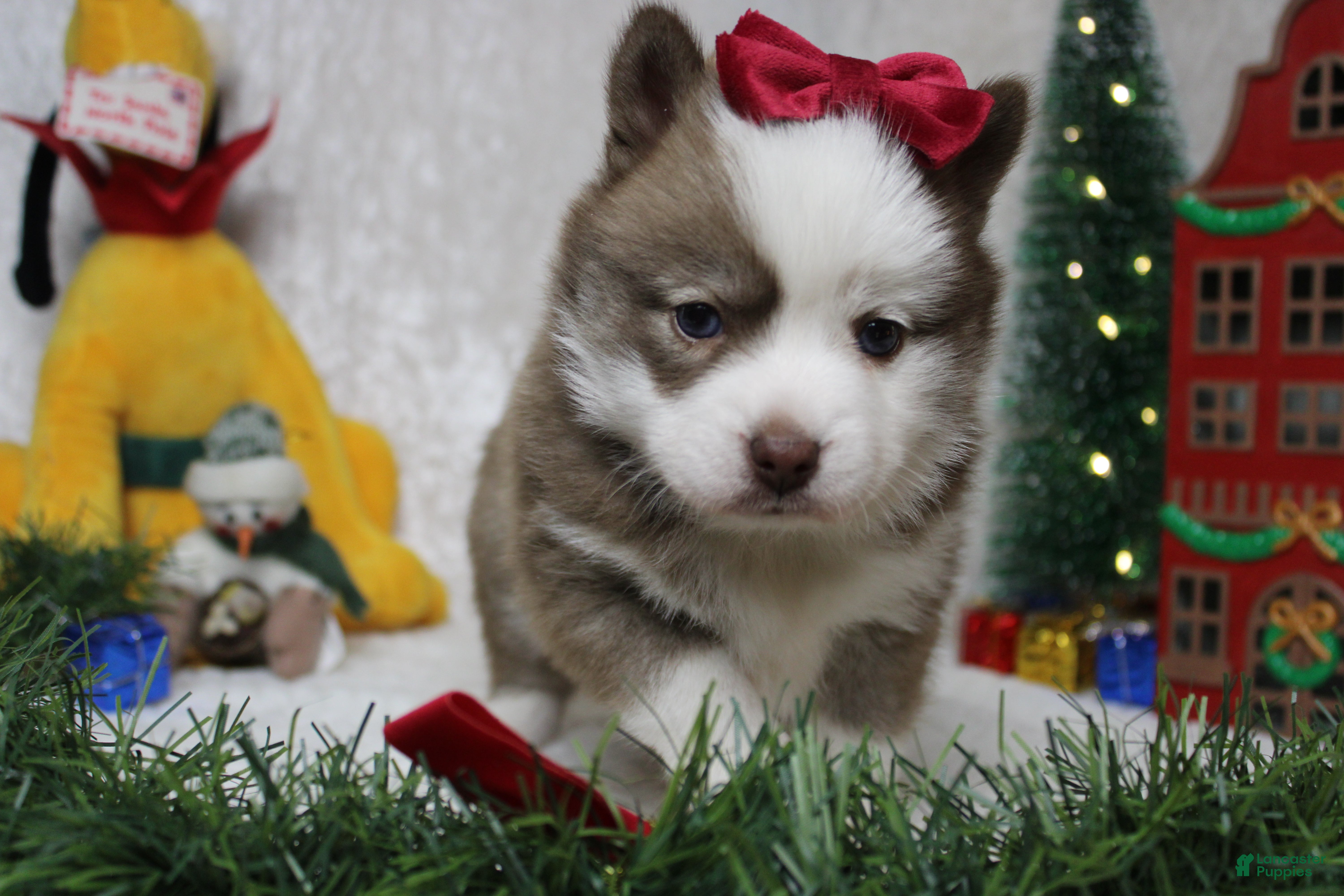 Pomsky dogs Denali  - Ad 21