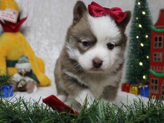 Pomsky dogs Denali - Ad 6