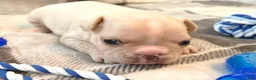 French Bulldog dogs for sale: French Bulldog Oakley  - Ad 8