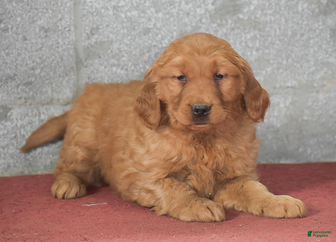 Golden Retriever dogs for sale: Destiny - Ad 3