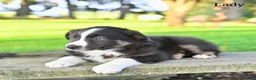 Australian Shepherd dogs for sale: Lady - Ad 1