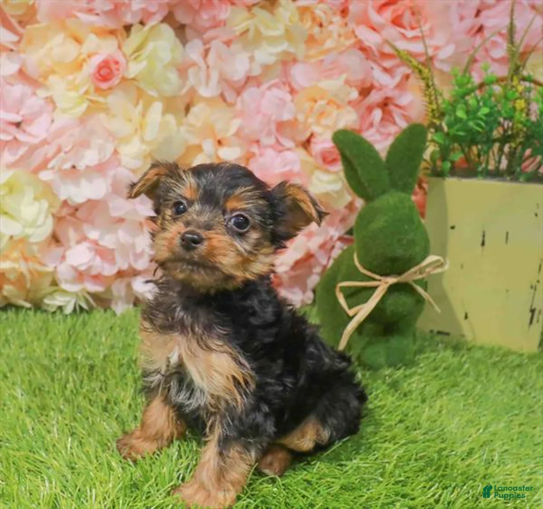 Yorkshire Terrier dogs for sale: Yorkshire Terrier Puppy 1 - Ad 1