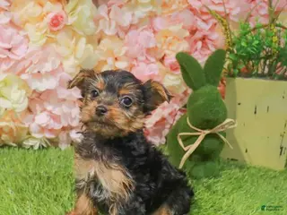 Yorkshire Terrier dogs Yorkshire Terrier Puppy 1 - Ad 28