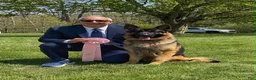 German Shepherd dogs for sale: Navy - Ad 13