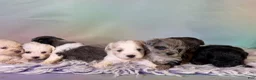 Schnoodle dogs for sale: Pearl - Ad 6