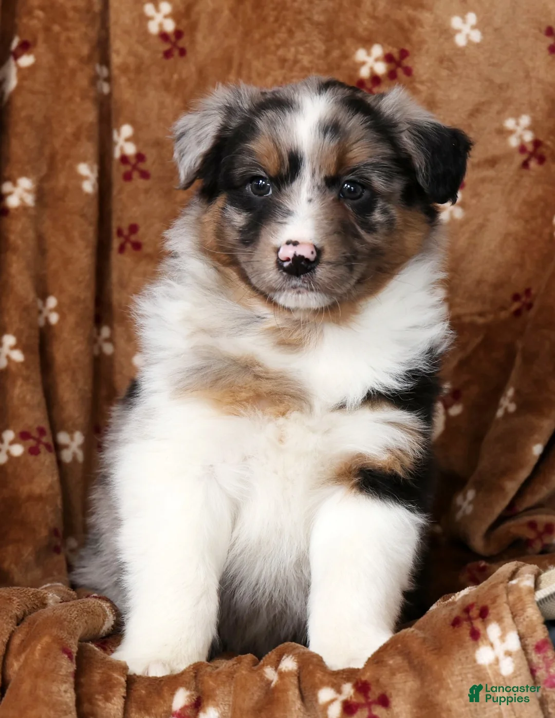 Australian Shepherd dogs for sale: Jerry - Ad 6
