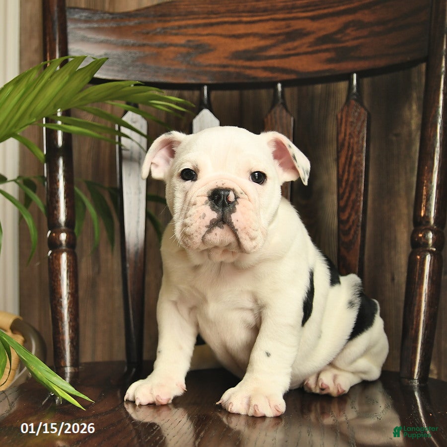 English Bulldog dogs Daisy  - Ad 42