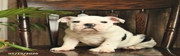 English Bulldog dogs for sale: Daisy  - Ad 1