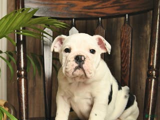English Bulldog dogs Daisy - Ad 12