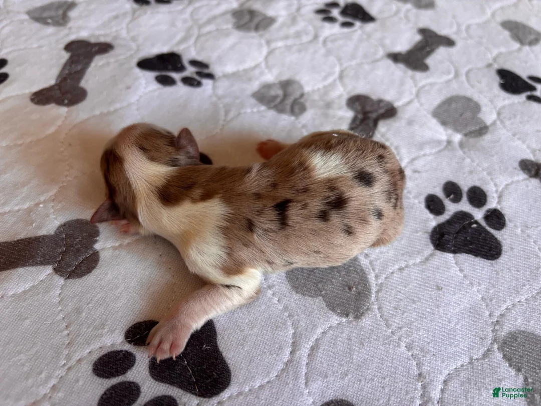 Miniature Schnauzer dogs for sale: Miniature Schnauzer 1 - Ad 2