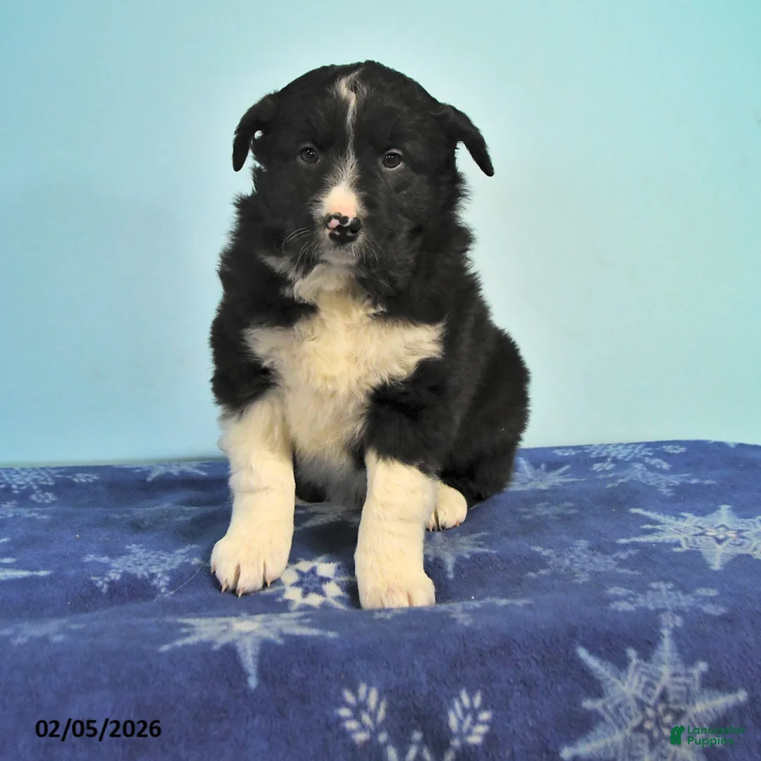 Mixed Breed dogs for sale: Rocky - Ad 1
