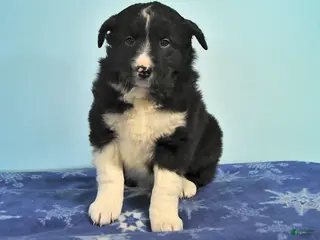 Mixed Breed dogs Rocky - Ad 25