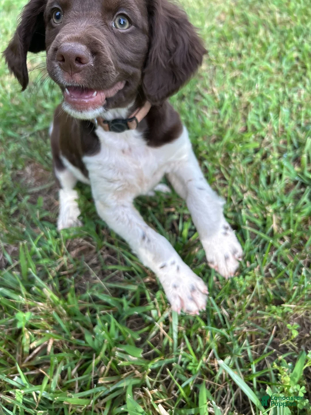 Brittany Spaniel dogs for sale: Brittany Spaniel 5 - Ad 1