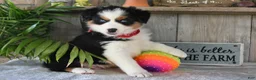 Australian Shepherd dogs for sale: Sparkey - Ad 3