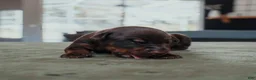 Doberman Pinscher dogs for sale: Obsidian Wildfire’s Vulcan - Ad 2