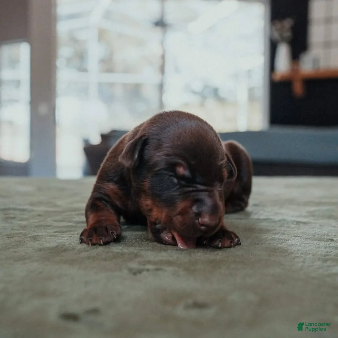 Doberman Pinscher dogs for sale: Obsidian Wildfire’s Vulcan - Ad 2