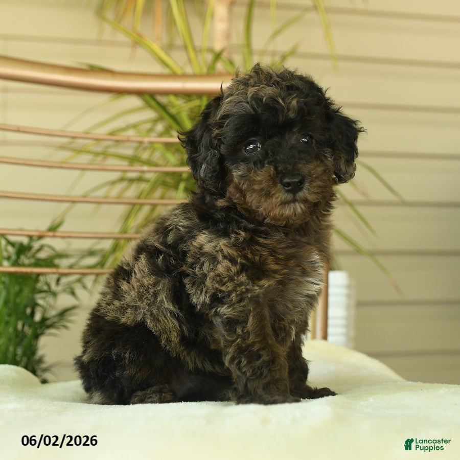 Miniature Poodle dogs for sale: Queenie - Ad 1