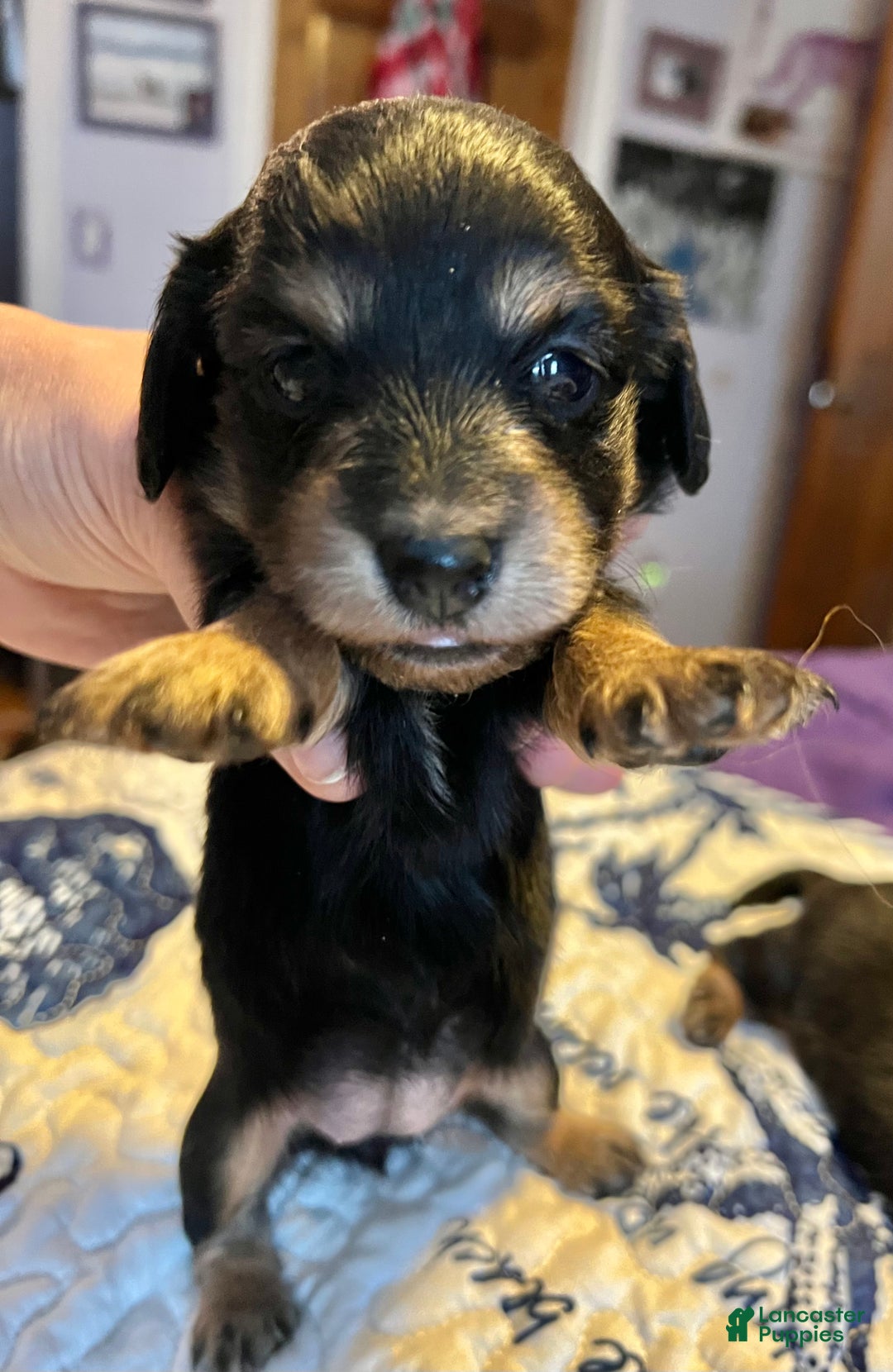 Miniature Dachshund dogs for sale: Russian female- Triscuit litter black - Ad 1