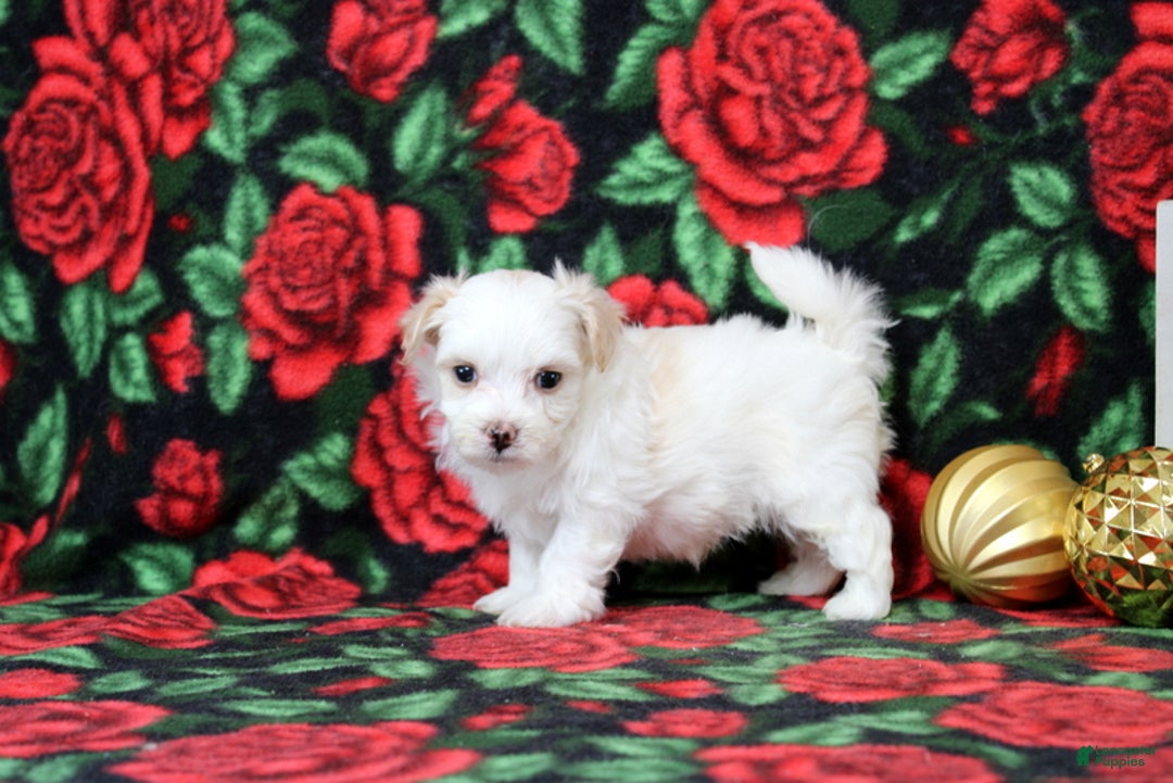 Maltipoo dogs for sale: Isaiah - Ad 2