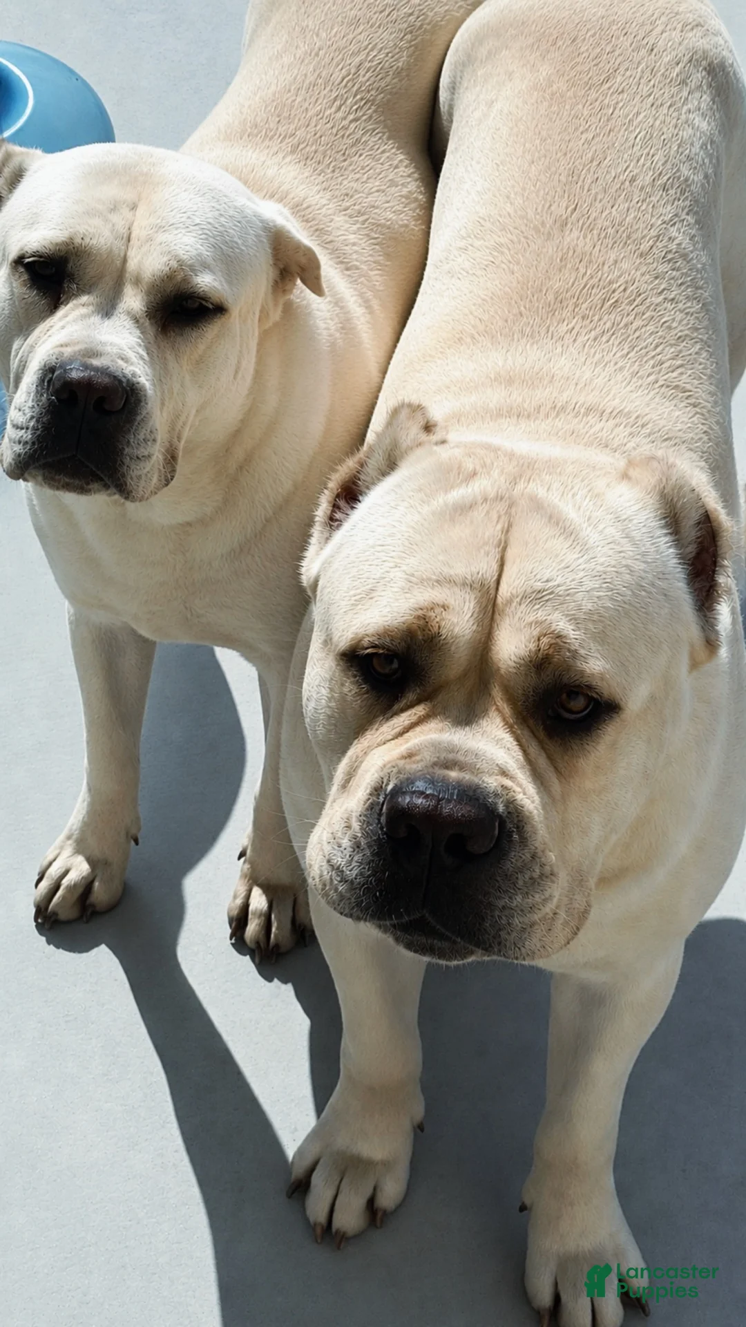 Cane Corso dogs for sale: Cane Corso 1 - Ad 10