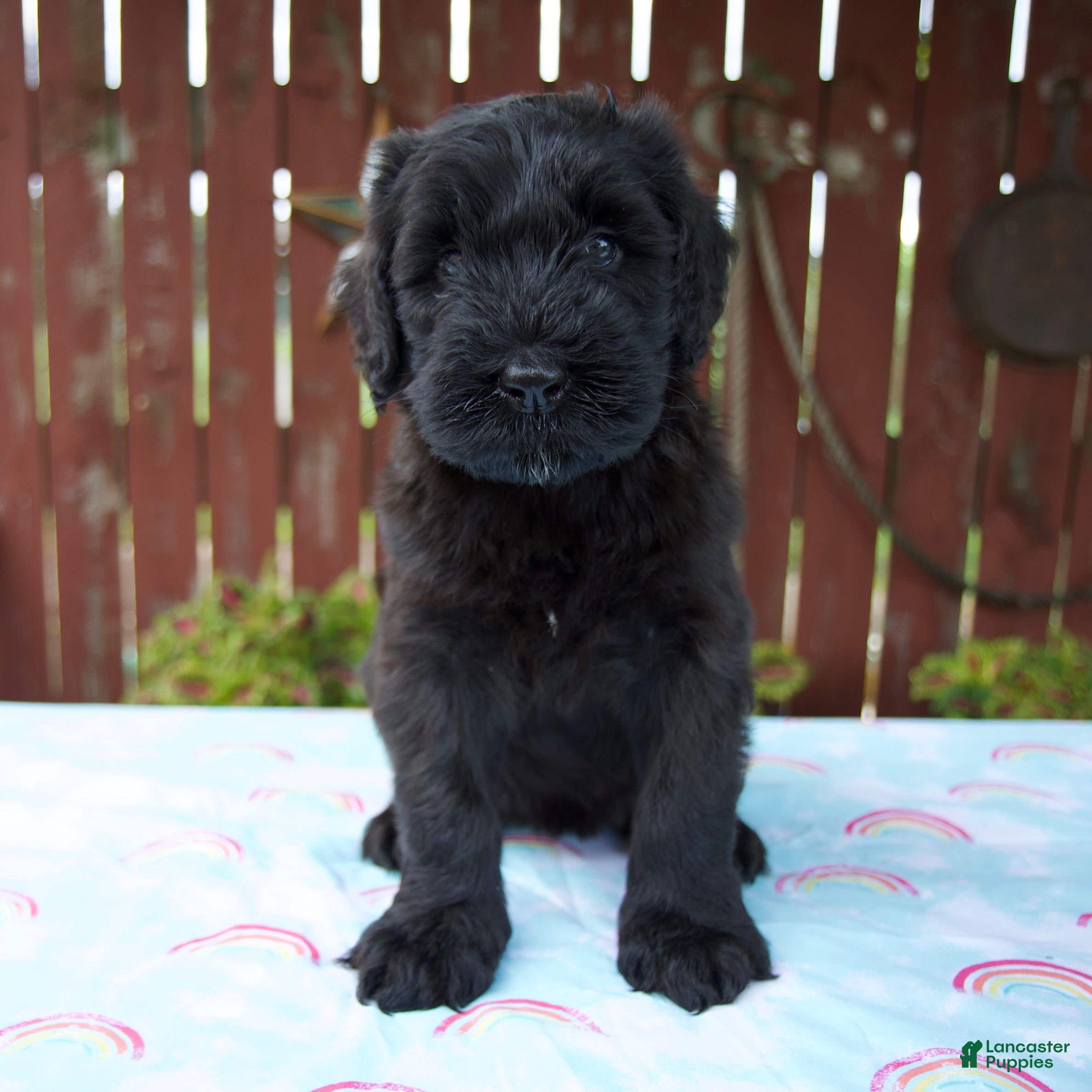 Giant Schnauzer dogs Lynette - Ad 1