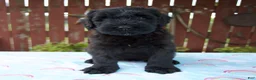 Giant Schnauzer dogs for sale: Lynette - Ad 1