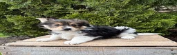 Mixed Breed dogs for sale: Rio - Ad 2