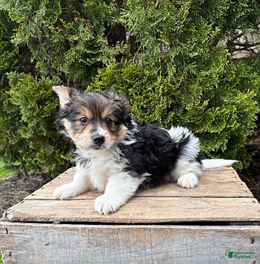 Mixed Breed dogs for sale: Rio - Ad 2