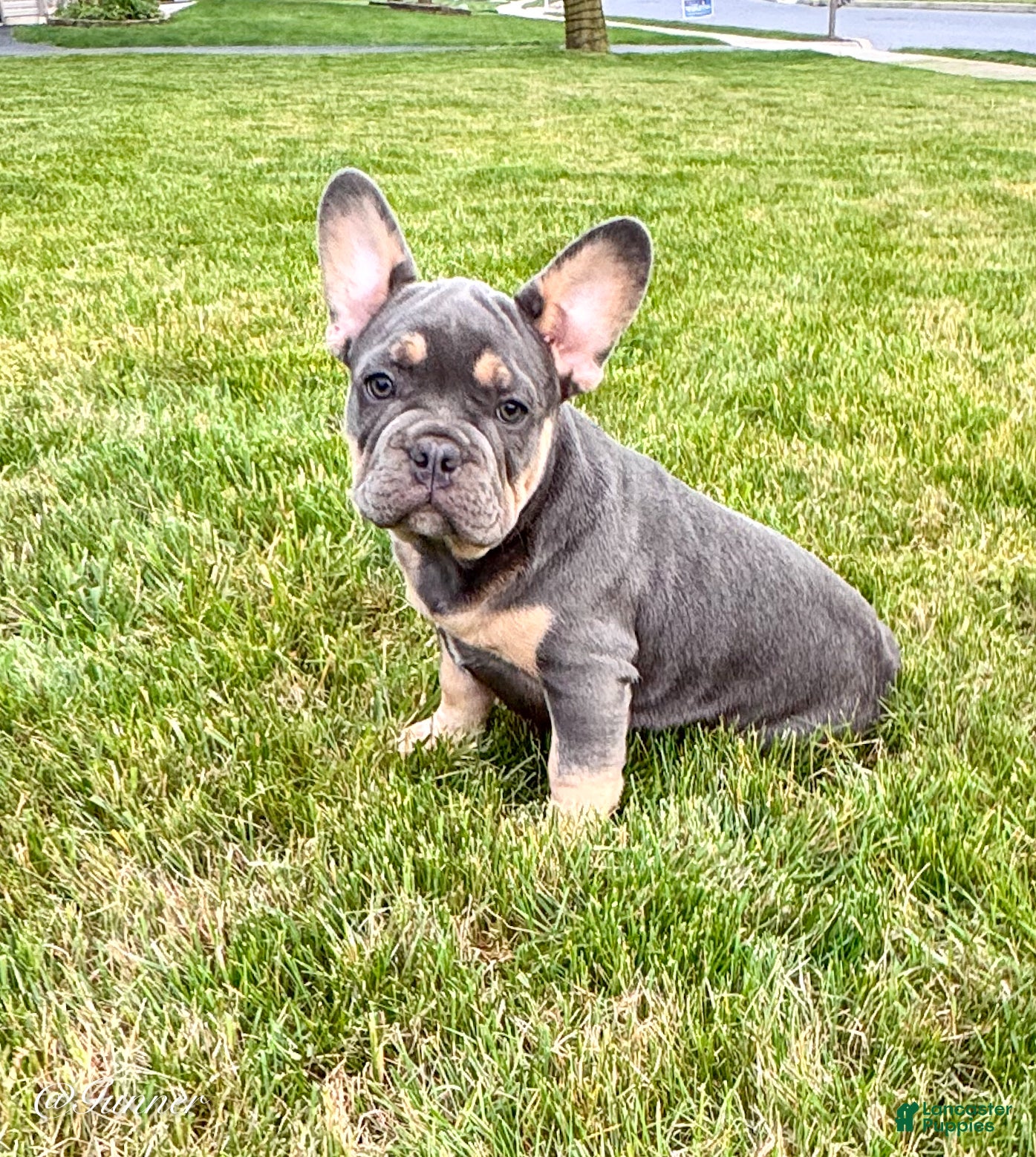 French Bulldog dogs Gunner  - Ad 2
