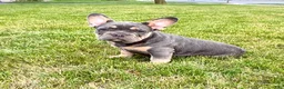 French Bulldog dogs for sale: Lola - Ad 11