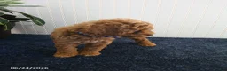 Miniature Poodle dogs for sale: Trent - Ad 4