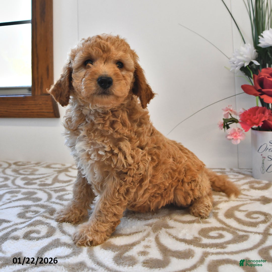 Mini Goldendoodle dogs for sale: Charlie - Ad 2
