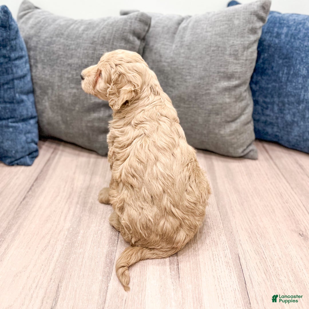 Goldendoodle dogs for sale: Biscuit - Ad 6