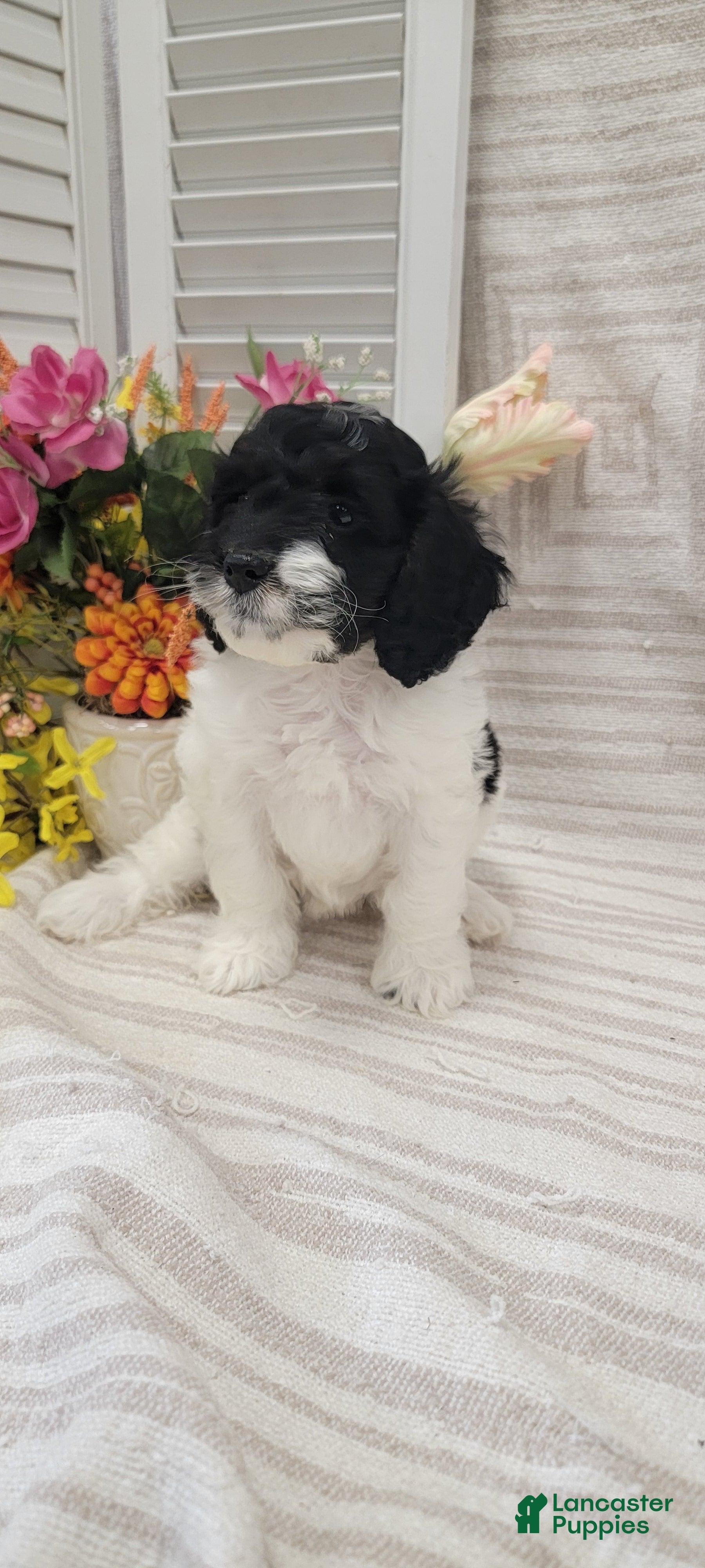 Cockapoo dogs Syria  - Ad 2