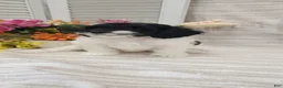 Cockapoo dogs for sale: Syria  - Ad 2