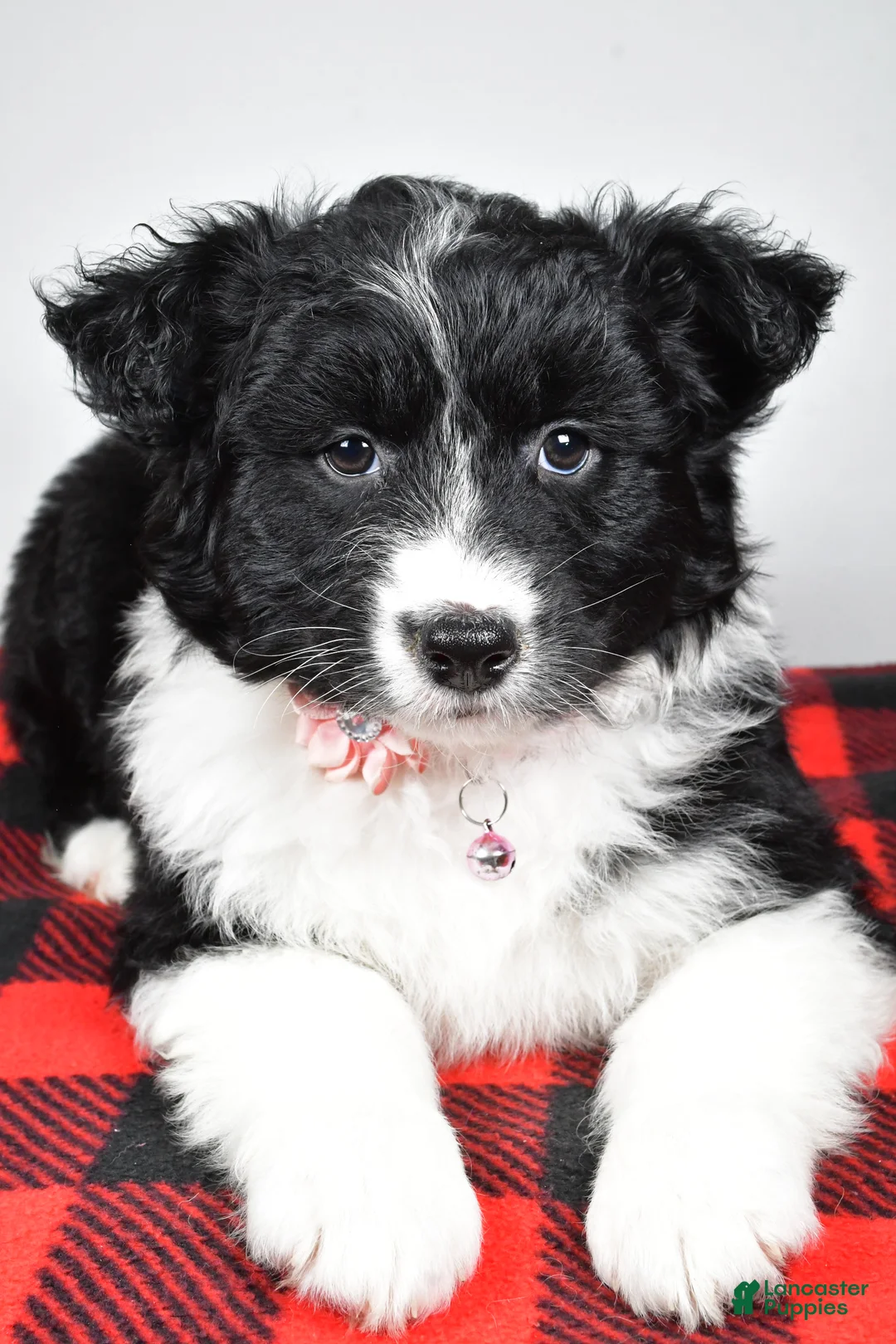 Mixed Breed dogs for sale: Patty - Ad 4