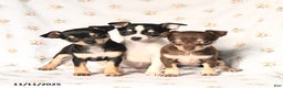 Chihuahua dogs for sale: Mandy - Ad 3