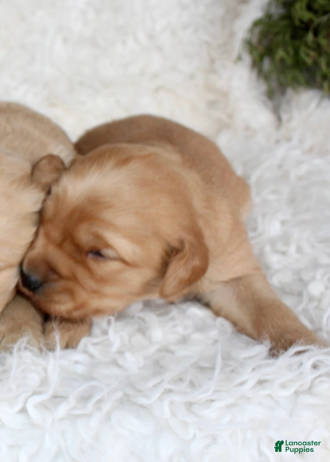 Golden Retriever dogs for sale: Golden Retriever Puppy Male 2 - Ad 6