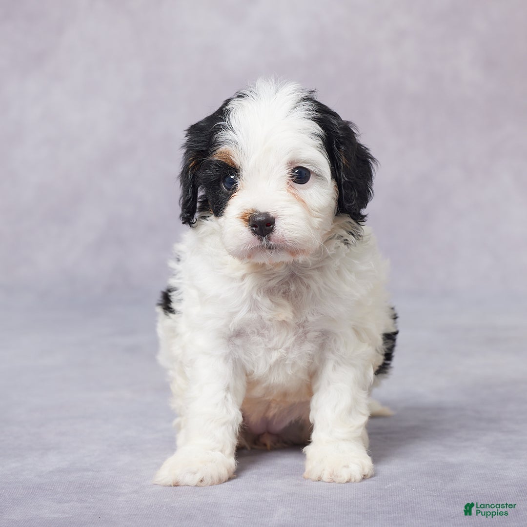 Cavapoo dogs for sale: Faye - Ad 2