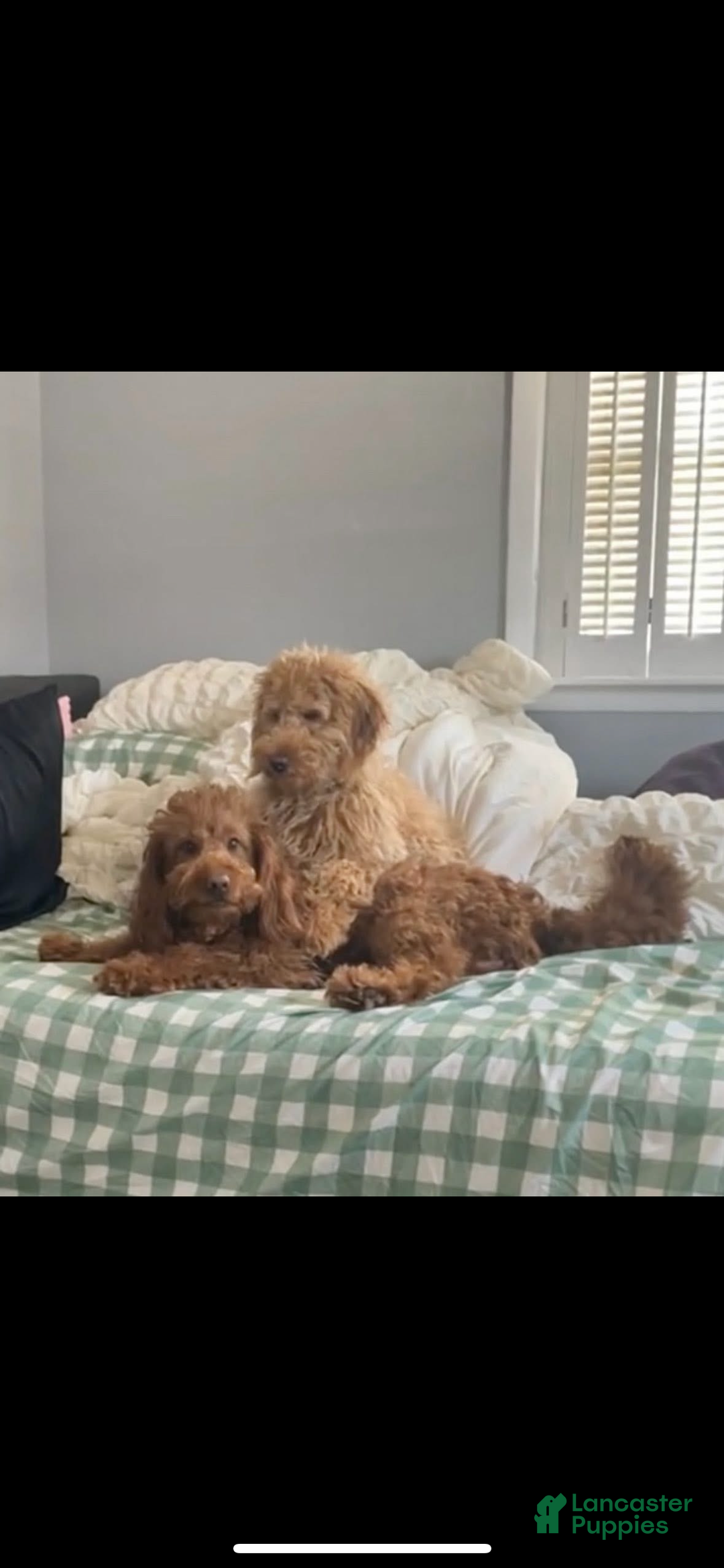 Mini Goldendoodle dogs for sale: Goose - Ad 8