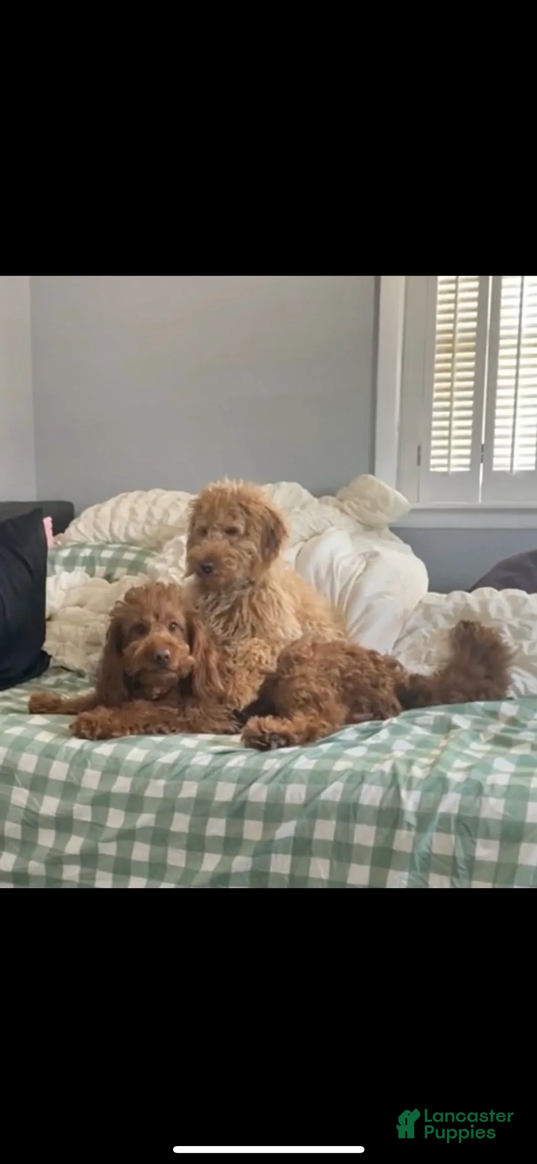 Mini Goldendoodle dogs for sale: Chewy  - Ad 8