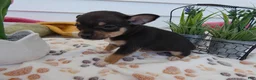 Chihuahua dogs for sale: Chihuahua Puppy 1 Lucas - Ad 4