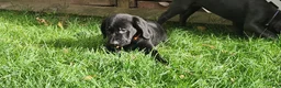 Labrador Retriever dogs for sale: Labrador Retriever orange - Ad 4