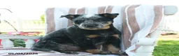 Australian Cattle Dog dogs for sale: Bindi - Ad 2