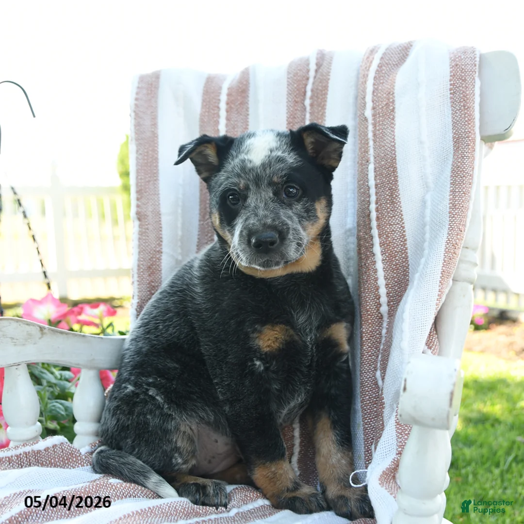 Australian Cattle Dog dogs for sale: Bindi - Ad 2
