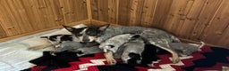 Australian Cattle Dog dogs for sale: Larry - Ad 4