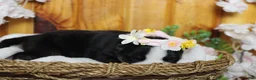 Pomsky dogs for sale: Miko - Ad 7