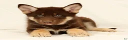 Gerberian Shepsky dogs for sale: Sarge - Ad 5